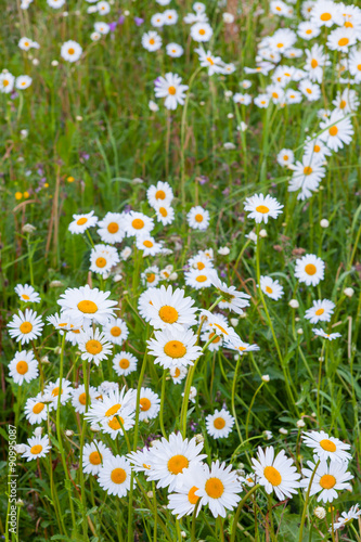 Daisy flowers in meadow © Juhku