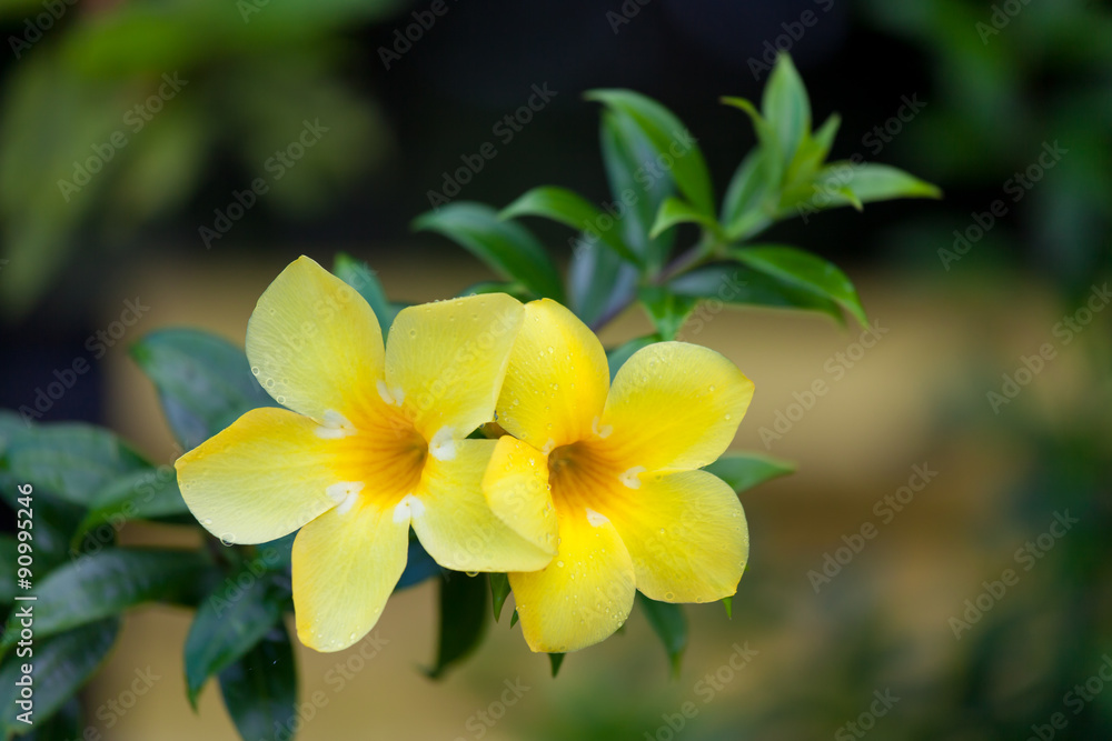 Two yellow allamanda flowers Two yellow allamanda flowers