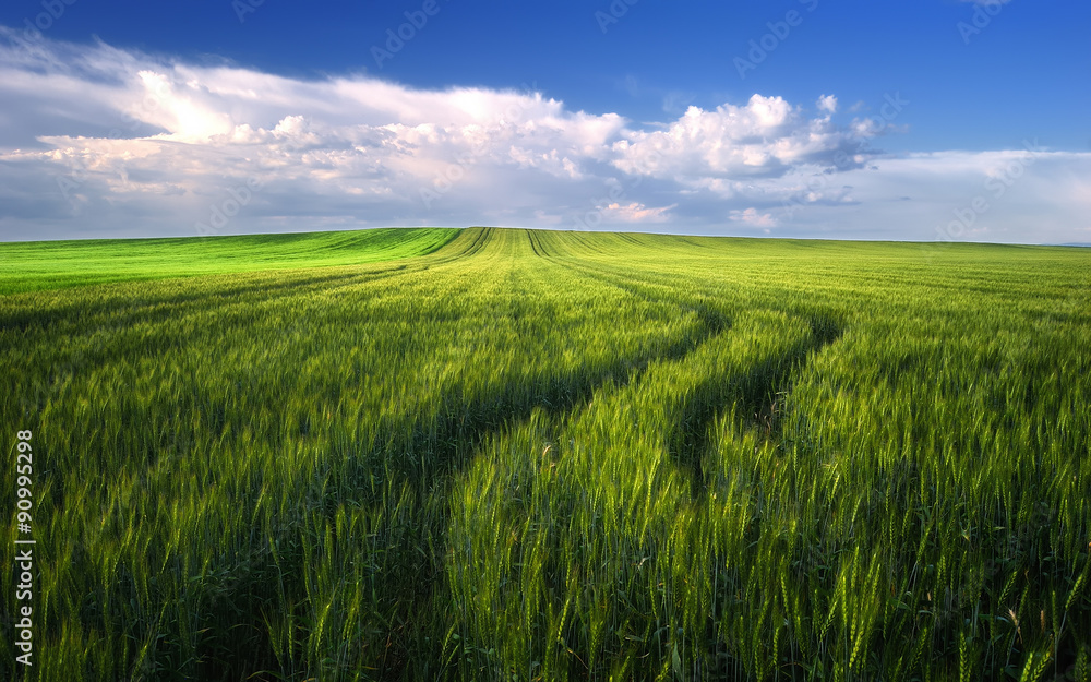 Wheat field landscape before the cloudy sunset time in spring, Hungary