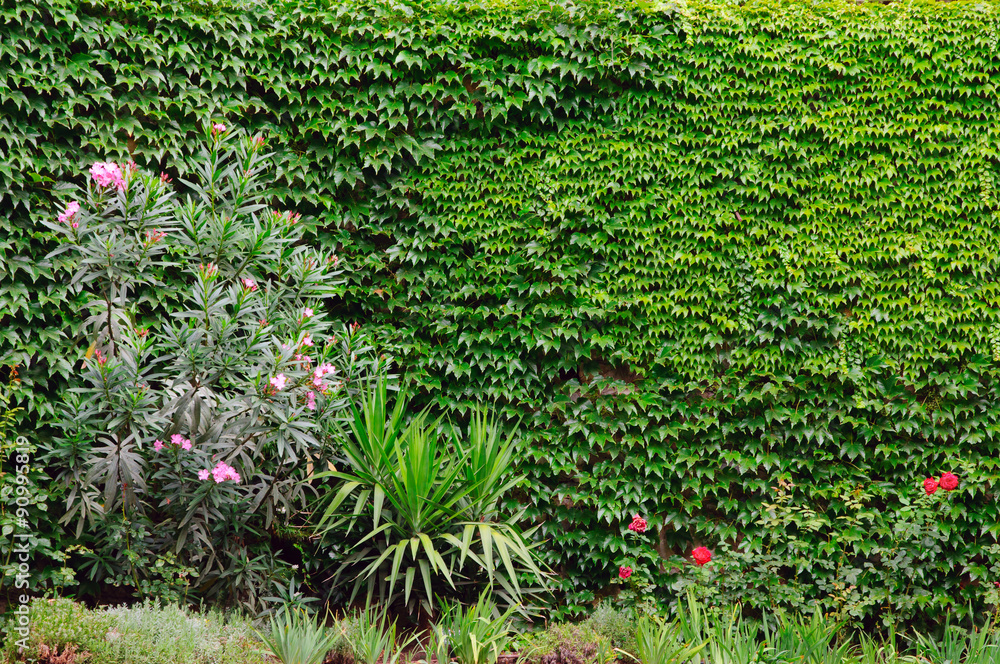 Naklejka premium wall covered with ivy