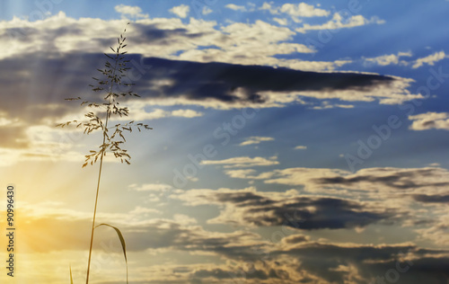 Grass spikelet on the field at sunset