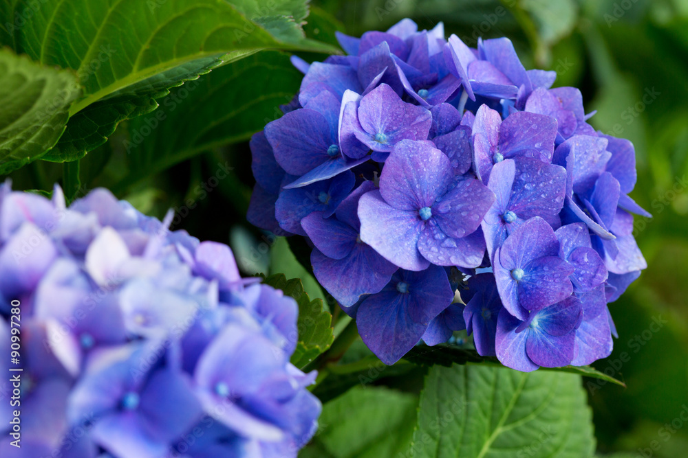 Fototapeta premium Blue hydrangea flowers.