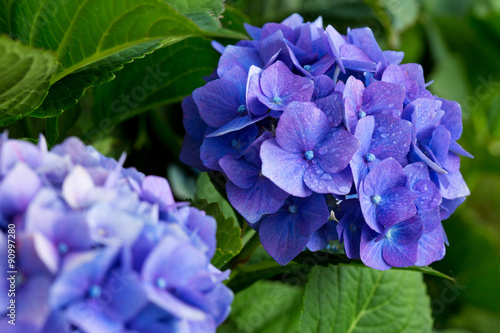 Fotografia Blue hydrangea flowers.