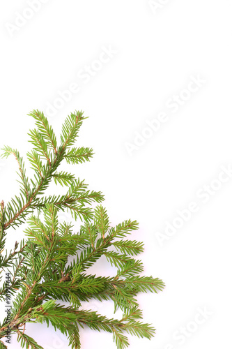 branches of fir tree isolated on white background christmas new year winter