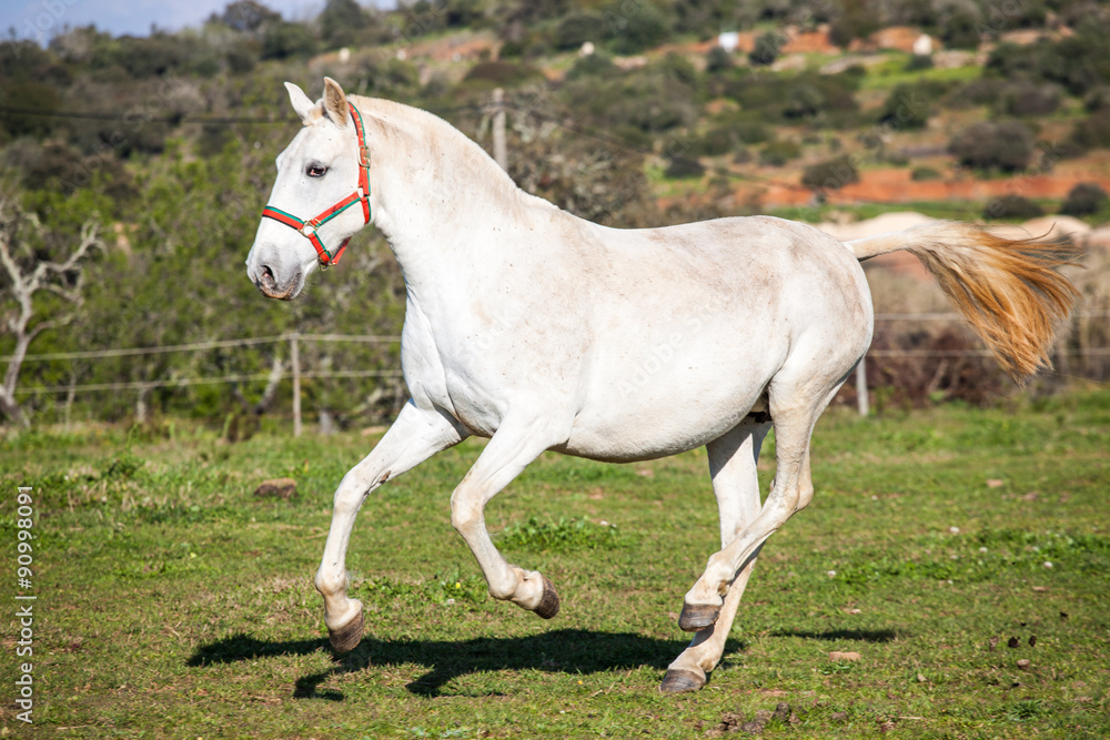 Portuguese Lusitano Horse
Portuguese Lusitano Horse