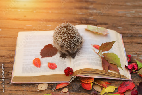 Obraz na płótnie Hedgehog open book autumn leaves wooden background