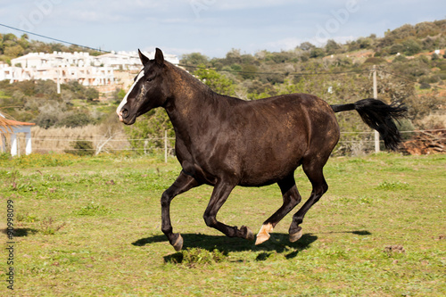 Portuguese Lusitano Horse   © ricardomff