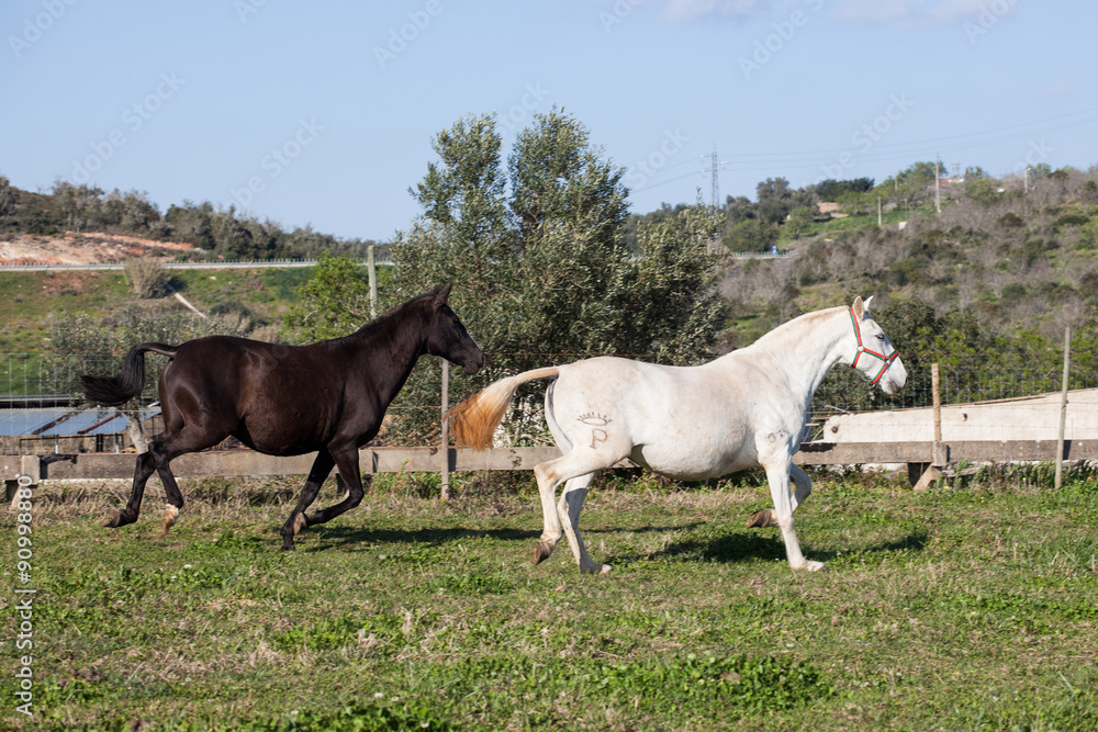 Portuguese Lusitano Horse