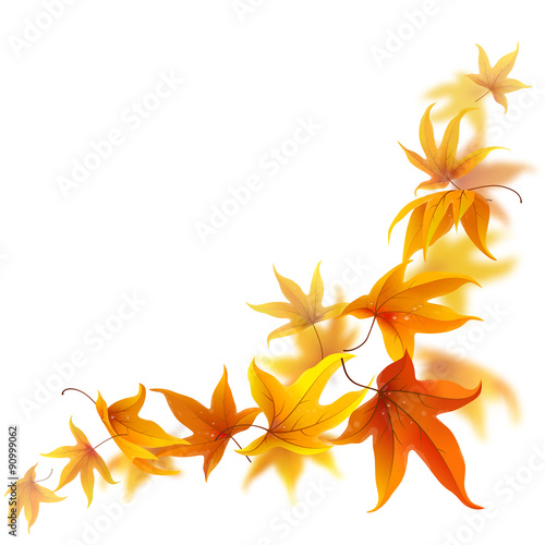 Falling autumn maple leaves isolated on white background