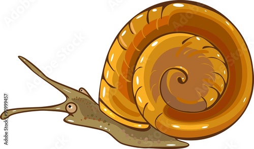 Aquatic mollusk planorbidae on white background