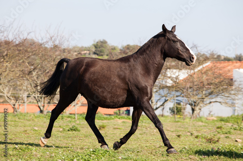 Portuguese Lusitano Horse   © ricardomff
