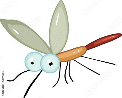 mosquito on white background
