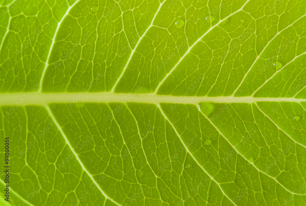 Texture of a grean leaf with water drops. Texture of a grean leaf with water drops.