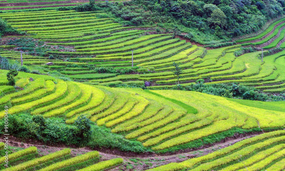 Rice fields on terraced