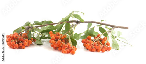фотографія Bunch of red rowan