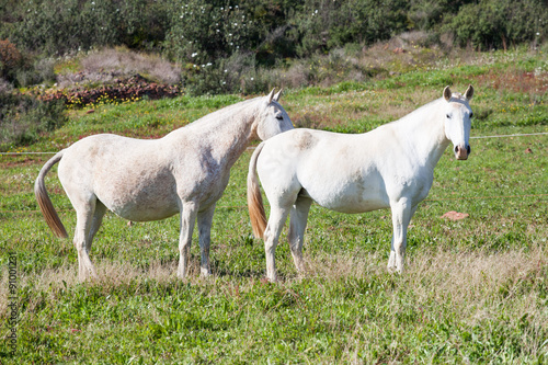 Portuguese Lusitano Horse © ricardomff