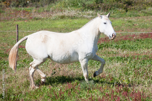 Portuguese Lusitano Horse