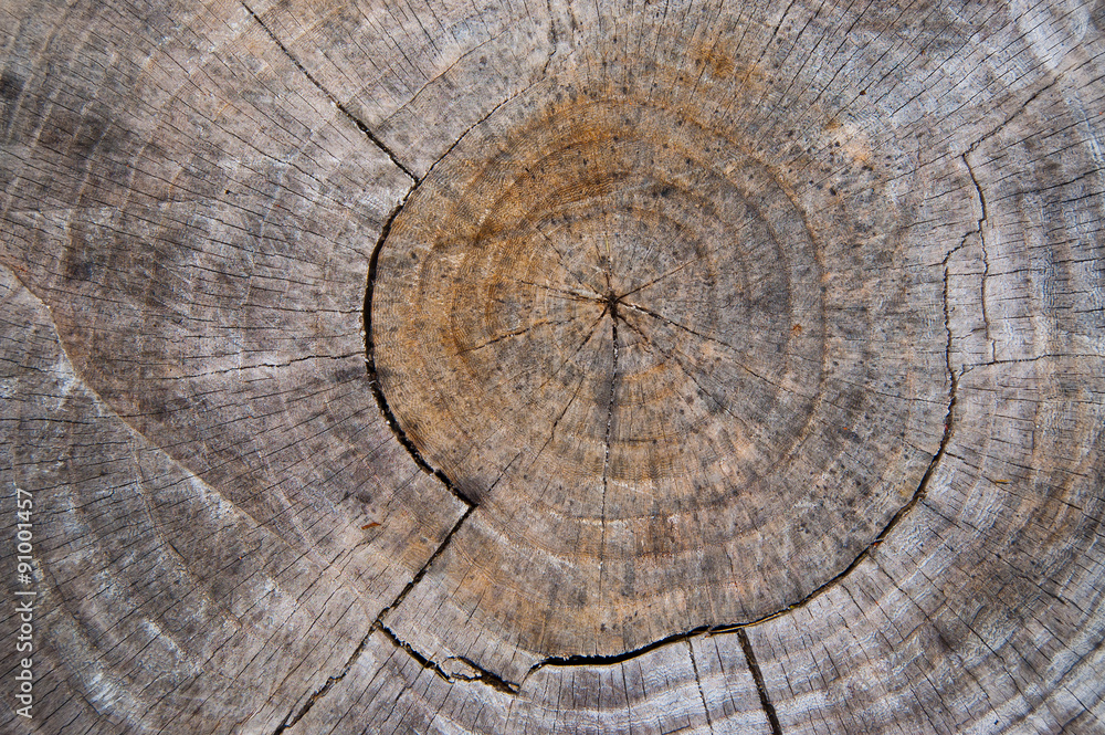 Naklejka premium Tree rings on old stump.