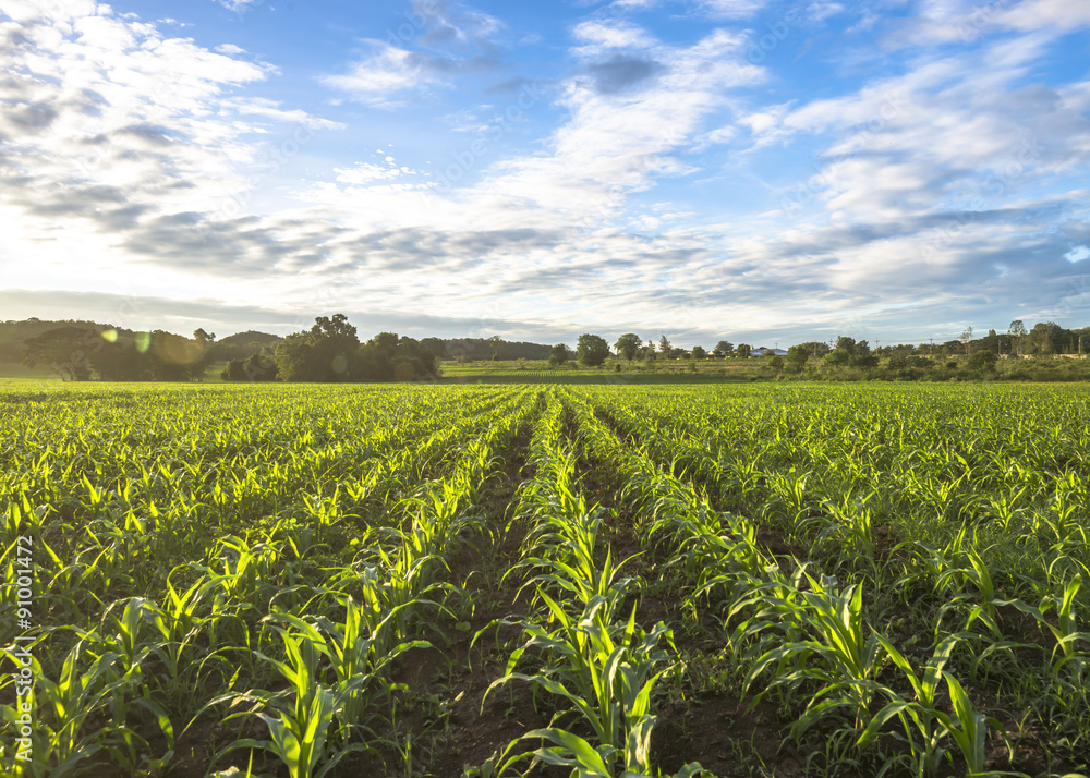 Murais de parede cornfield sun and blue sky in the morning