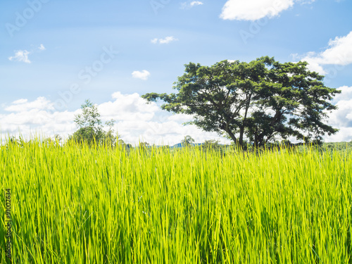 Rice Field