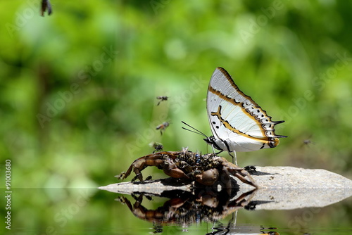 Butterfly photo