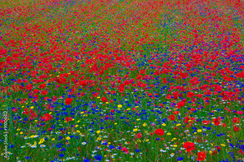 Esplosione di colori