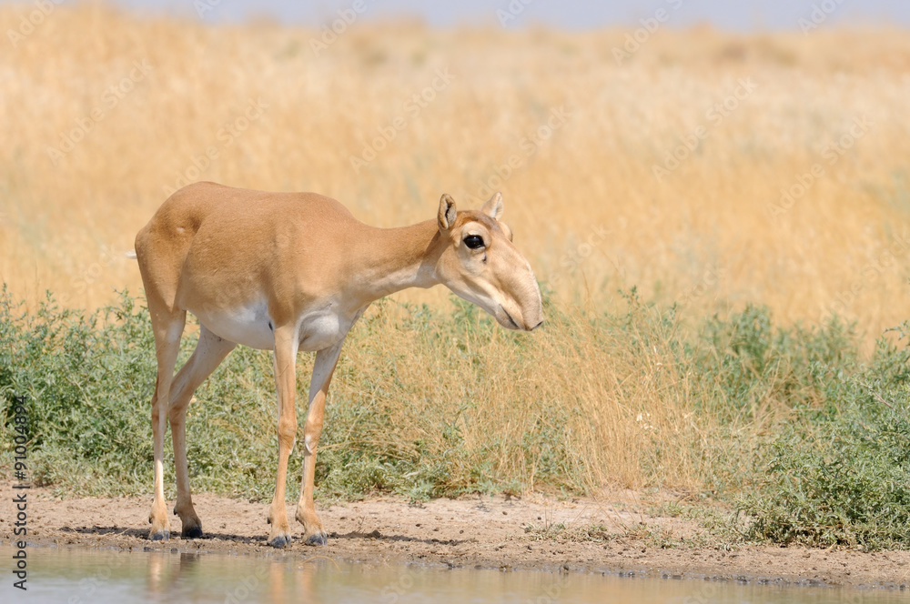 Wild female Saiga antelope near watering in steppe Wild female Saiga antelope near watering in steppe