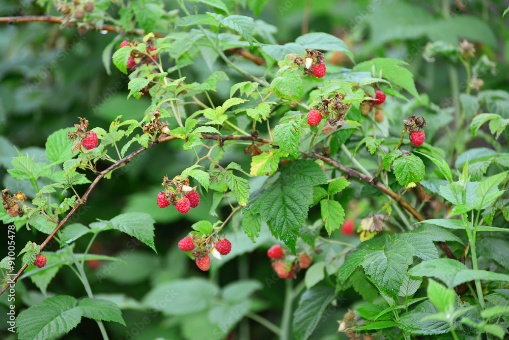 Ripe raspberries on  branch in the garden