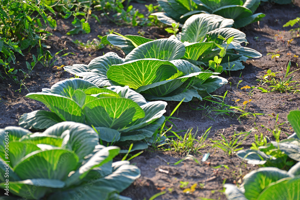 Obraz na plátně The harvest of cabbage in garden