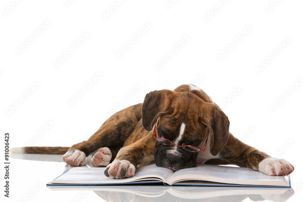 Foto Welpe liest Buch