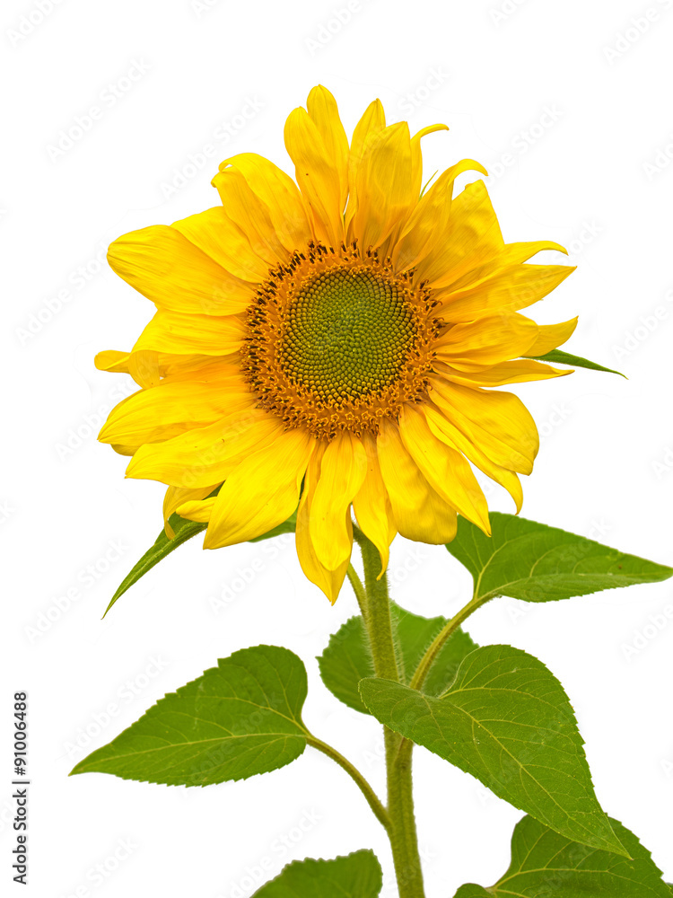 Fototapeta premium Sunflower isolated on a white background. Closeup front view