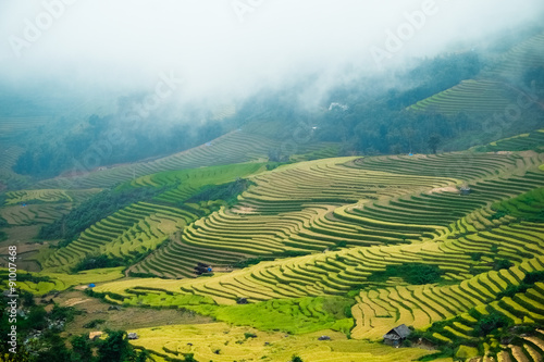 Rice fields on terraced  in Sapa, Lao cai, Vietnam. 