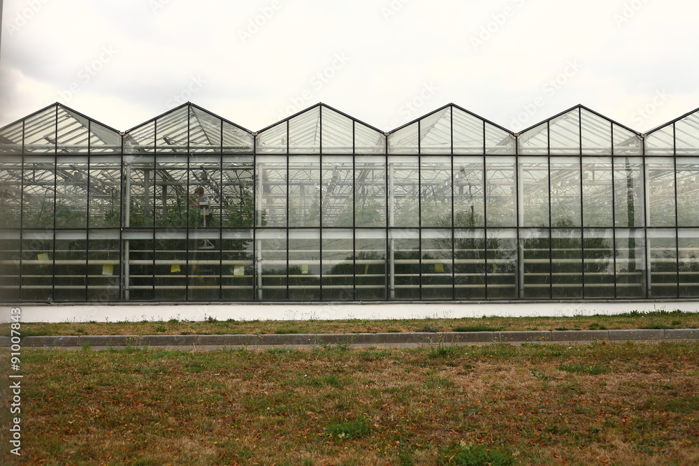 urban hothouse grow vegetables urban hothouse grow vegetables