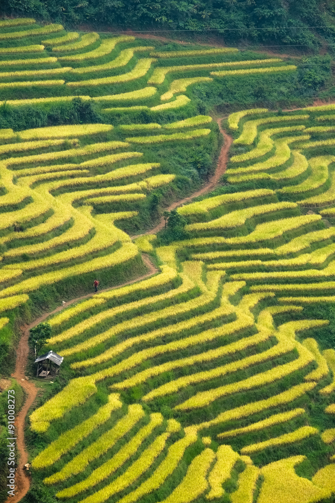 Rice fields on terraced in Sapa, Lao cai, Vietnam. Rice fields on terraced in Sapa, Lao cai, Vietnam.