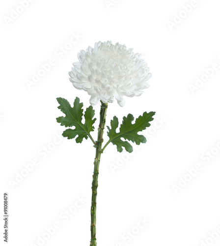 flower  pink  chrysanthemum