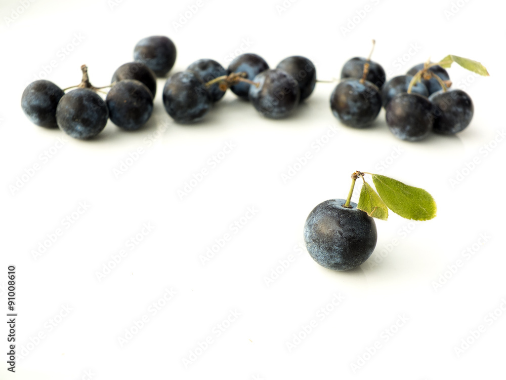 Sloe,Prunus spinosa - blackthorn on a white background Sloe,Prunus spinosa - blackthorn on a white background