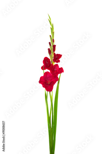 red gladiolus flower