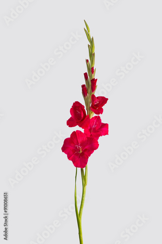 red gladiolus flower