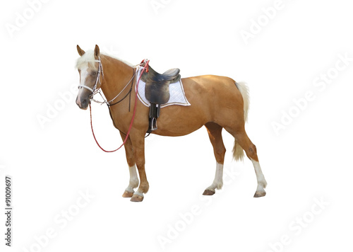 horse under saddle