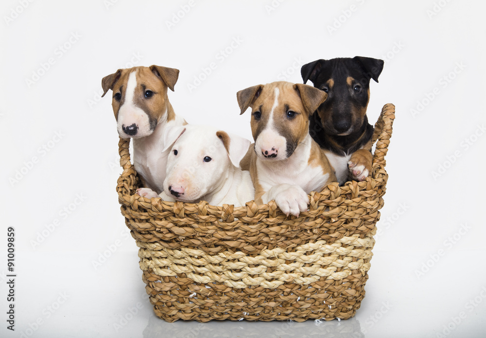 Ταπετσαρία A variety of bull terrier puppies in a basket