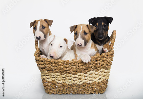 Fényképezés A variety of bull terrier puppies in a basket
