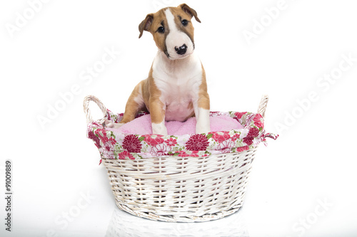 Murais de parede Bull terrier puppy in a basket