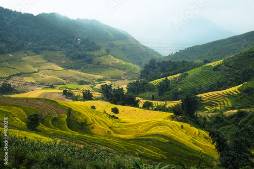 Rice fields on terraced  in Sapa, Lao cai, Vietnam.  © cristaltran