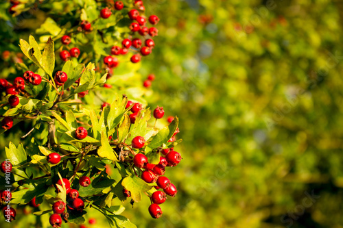 Photo of red berries.