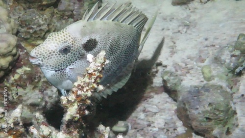 Rotmeer-Kaninchenfisch - Siganus rivulatus photo