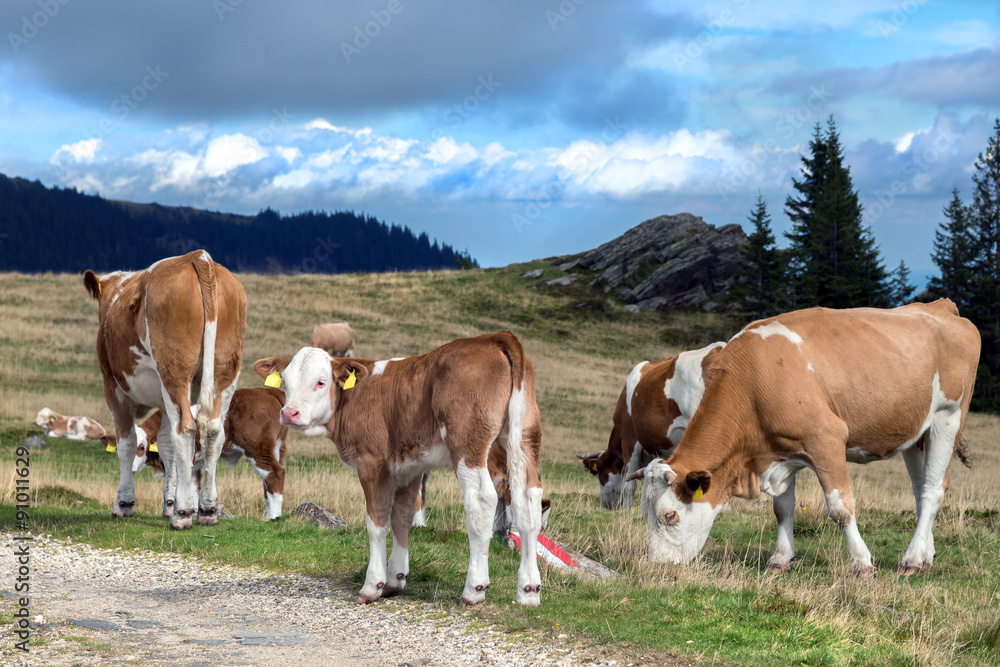 Rinderfamilie auf der Almweide