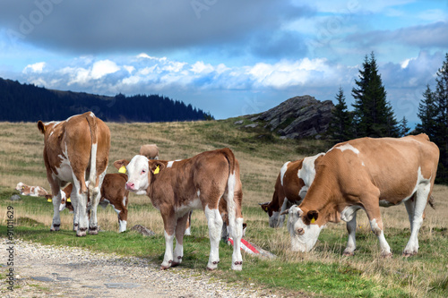 Rinderfamilie auf der Almweide © Sonja Birkelbach