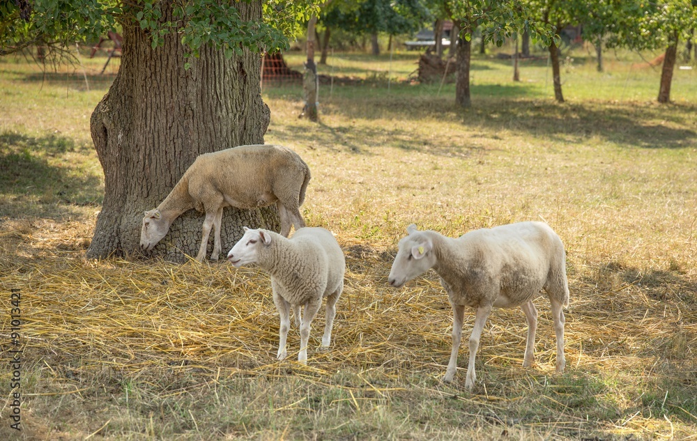 Obraz premium sheep in the shade