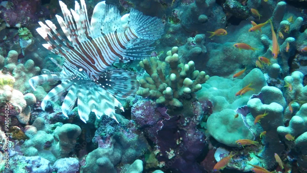 Indischer Rotfeuerfisch, - Pterois miles Indischer Rotfeuerfisch, - Pterois miles