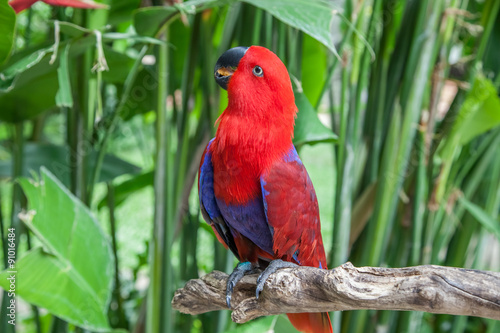 Eclectus parrot female